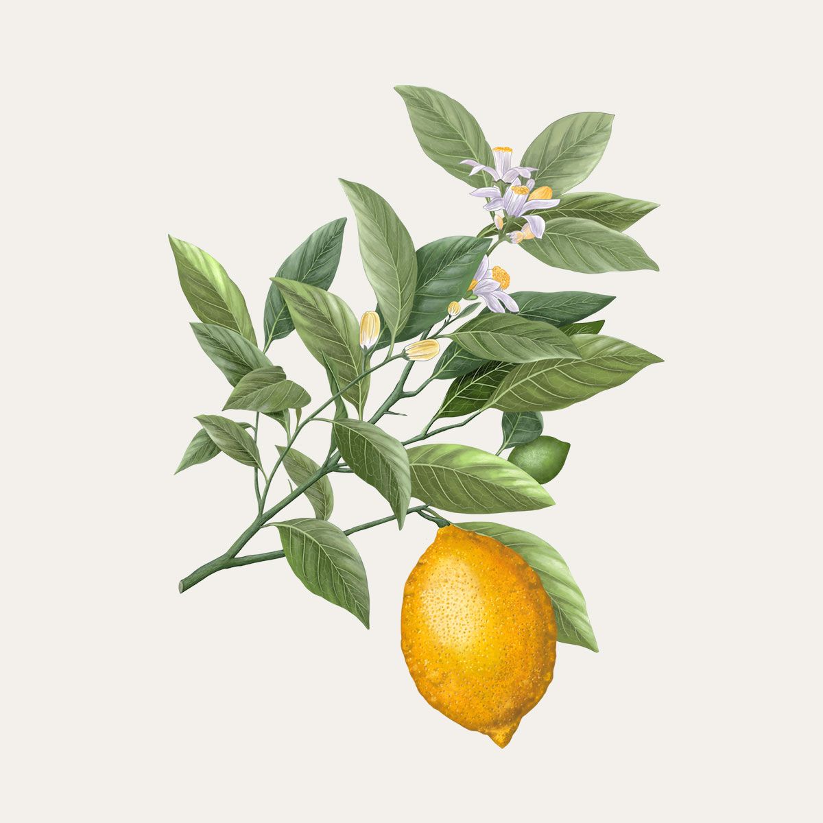Siracusa Lemon 